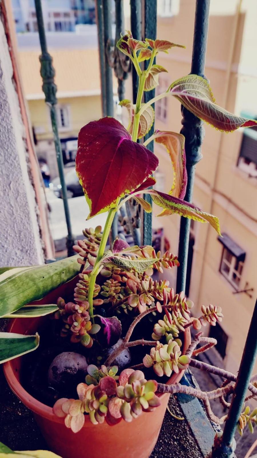 Charming Central Apartment To Rent Lisboa Eksteriør bilde
